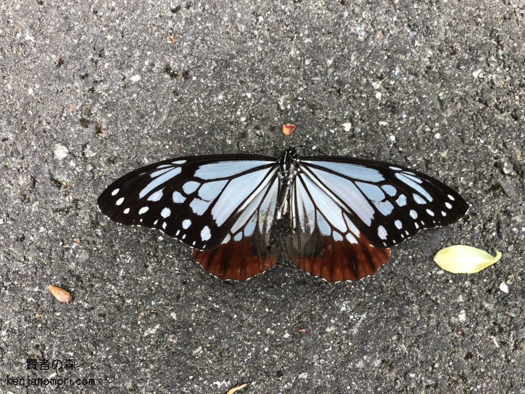 旅する蝶 アサギマダラ 山と自然のブログ 賢者の森