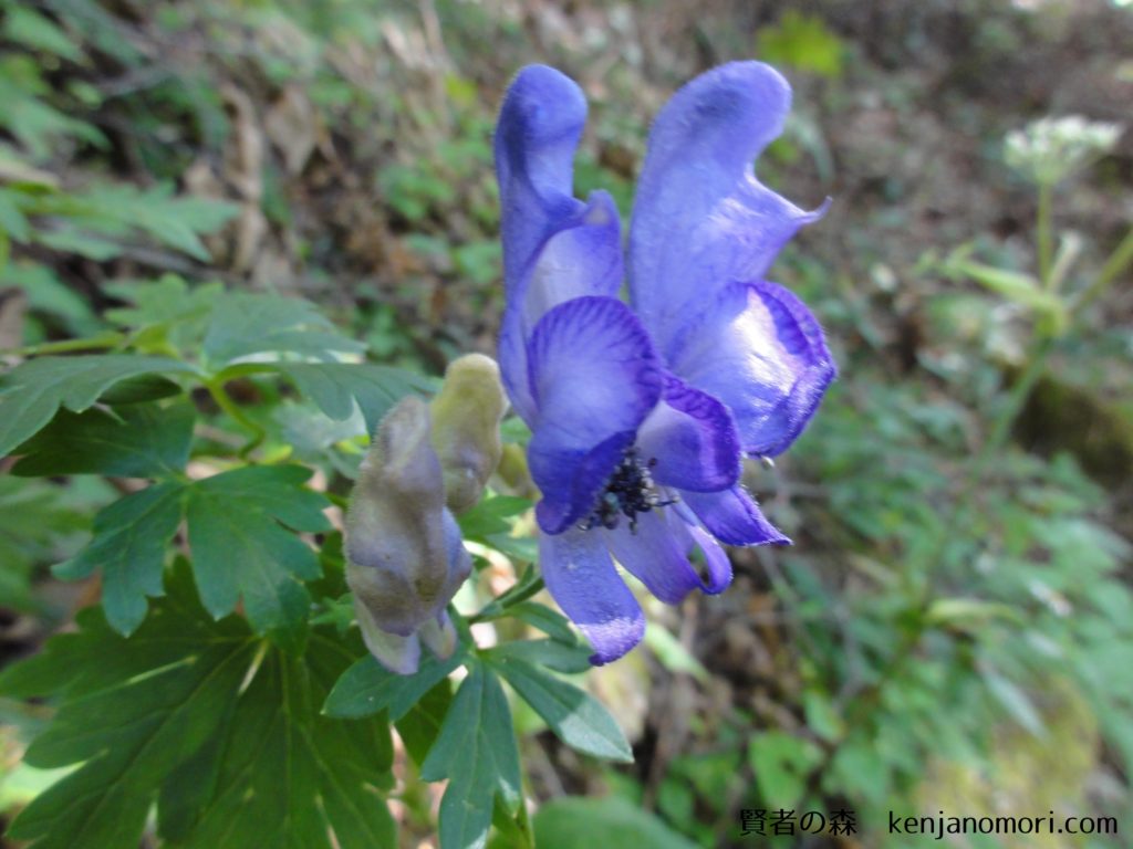 紫の騎士 トリカブト 山と自然のブログ 賢者の森