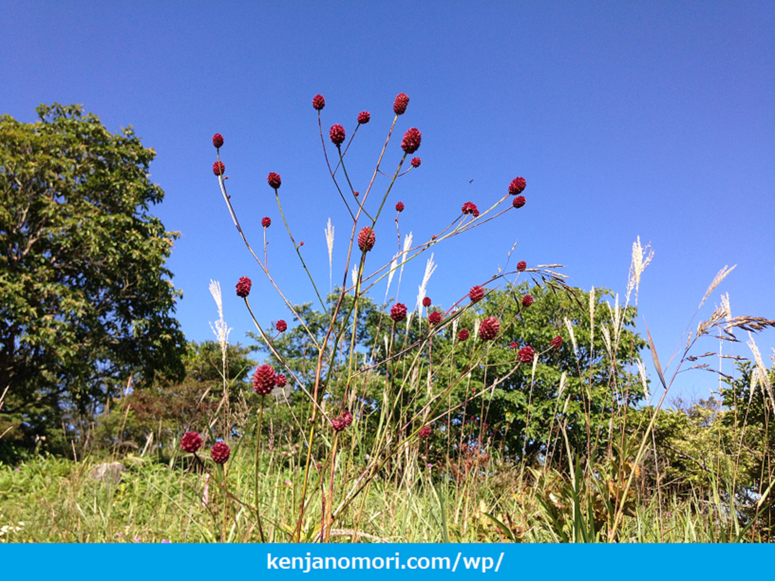 秋の空とワレモコウ ～山と自然のブログ「賢者の森」～