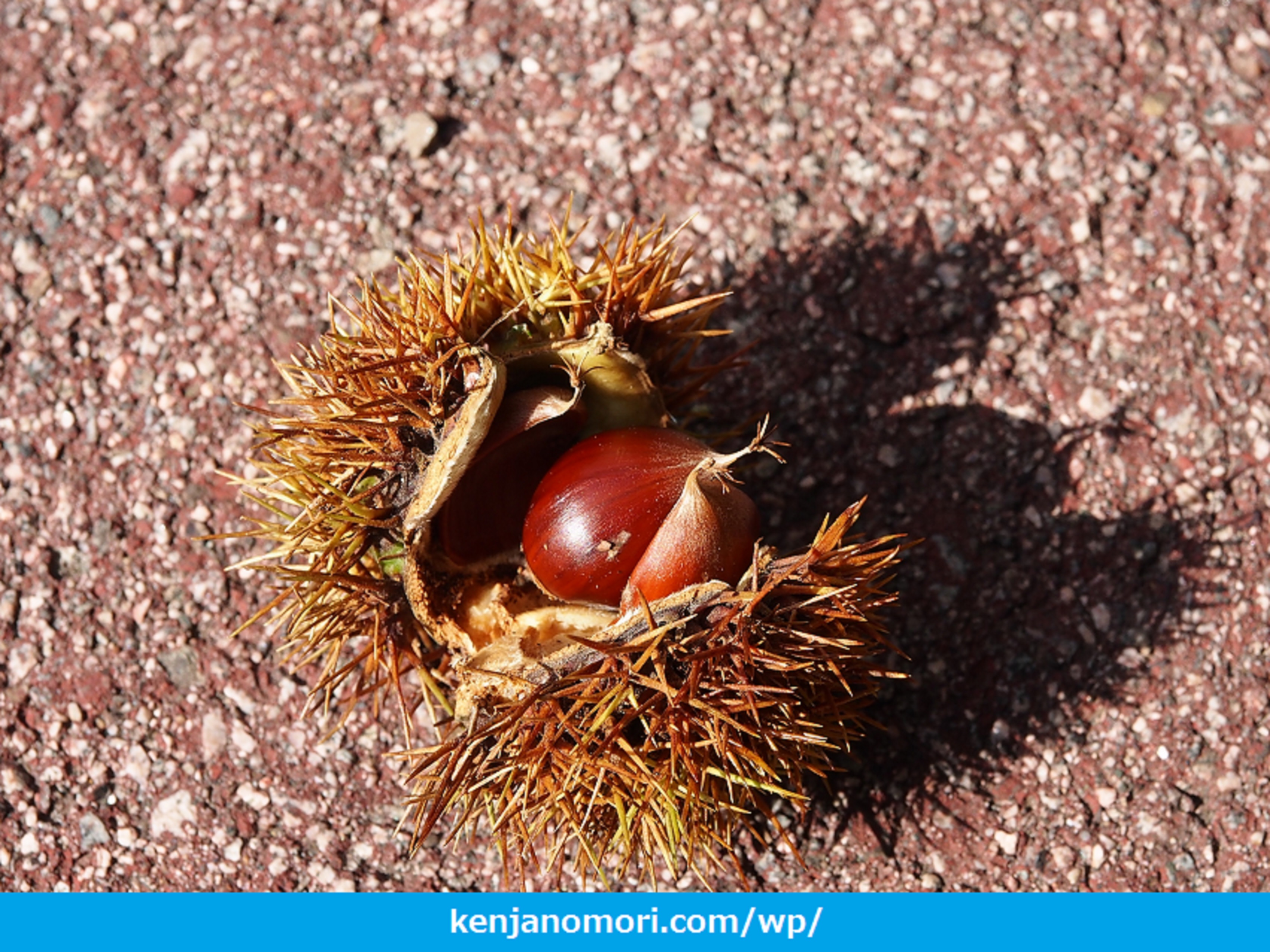 幻の山栗 山と自然のブログ 賢者の森