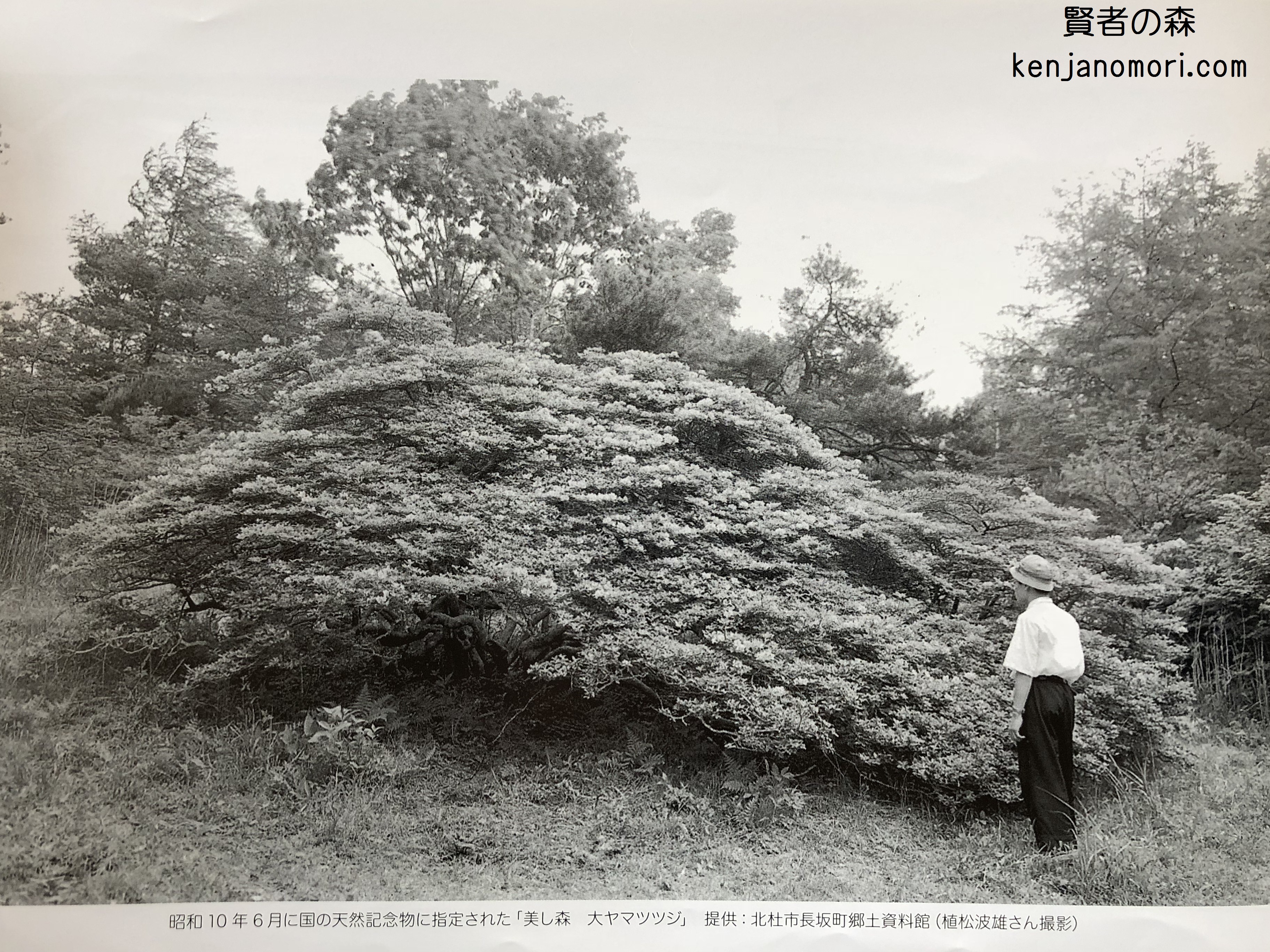 天然記念物 美し森のオオヤマツツジ ～山と自然のブログ「賢者の森」～