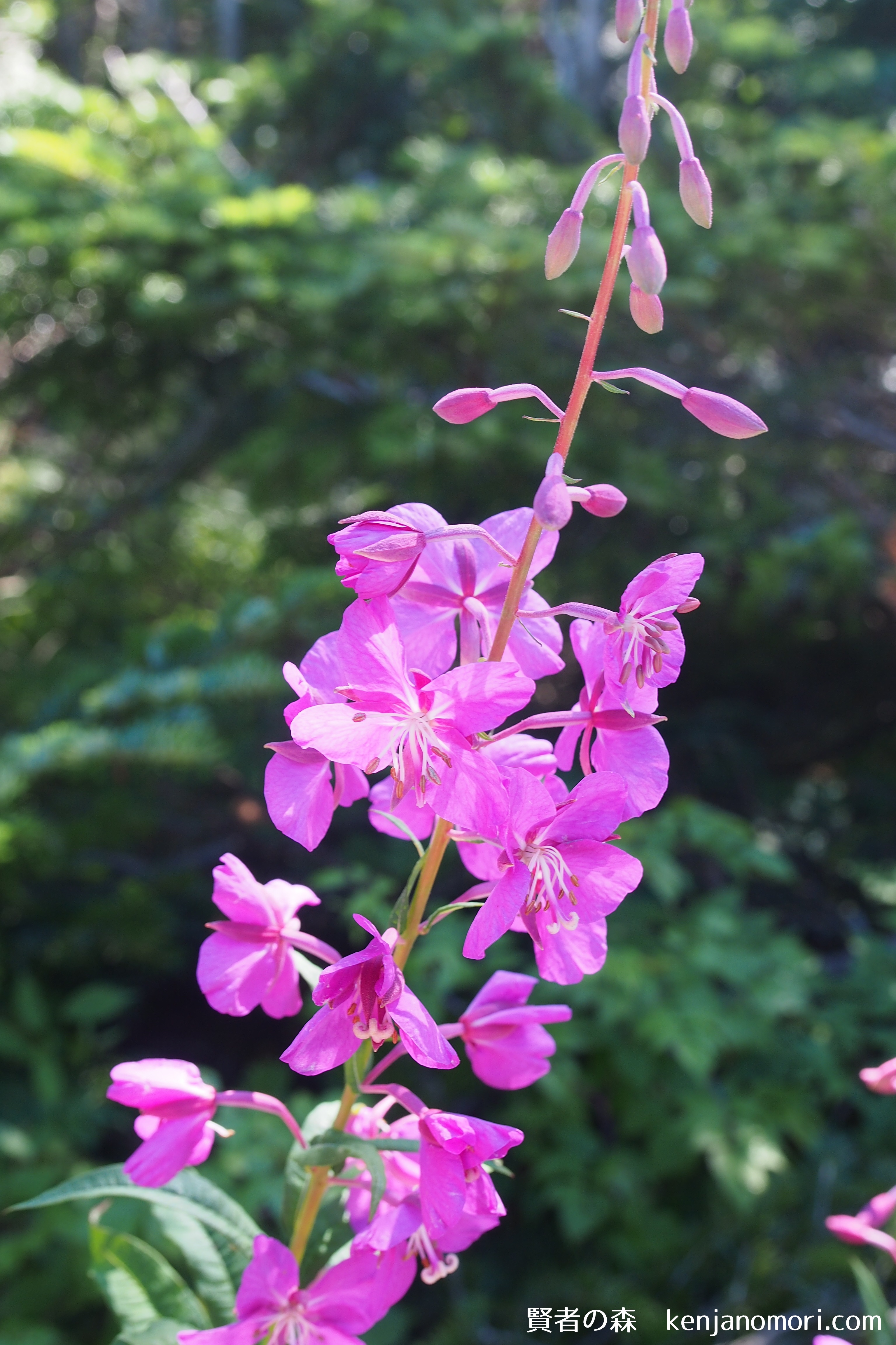 八ヶ岳 遠い居酒屋 の軒先に咲くヤナギラン 山と自然のブログ 賢者の森