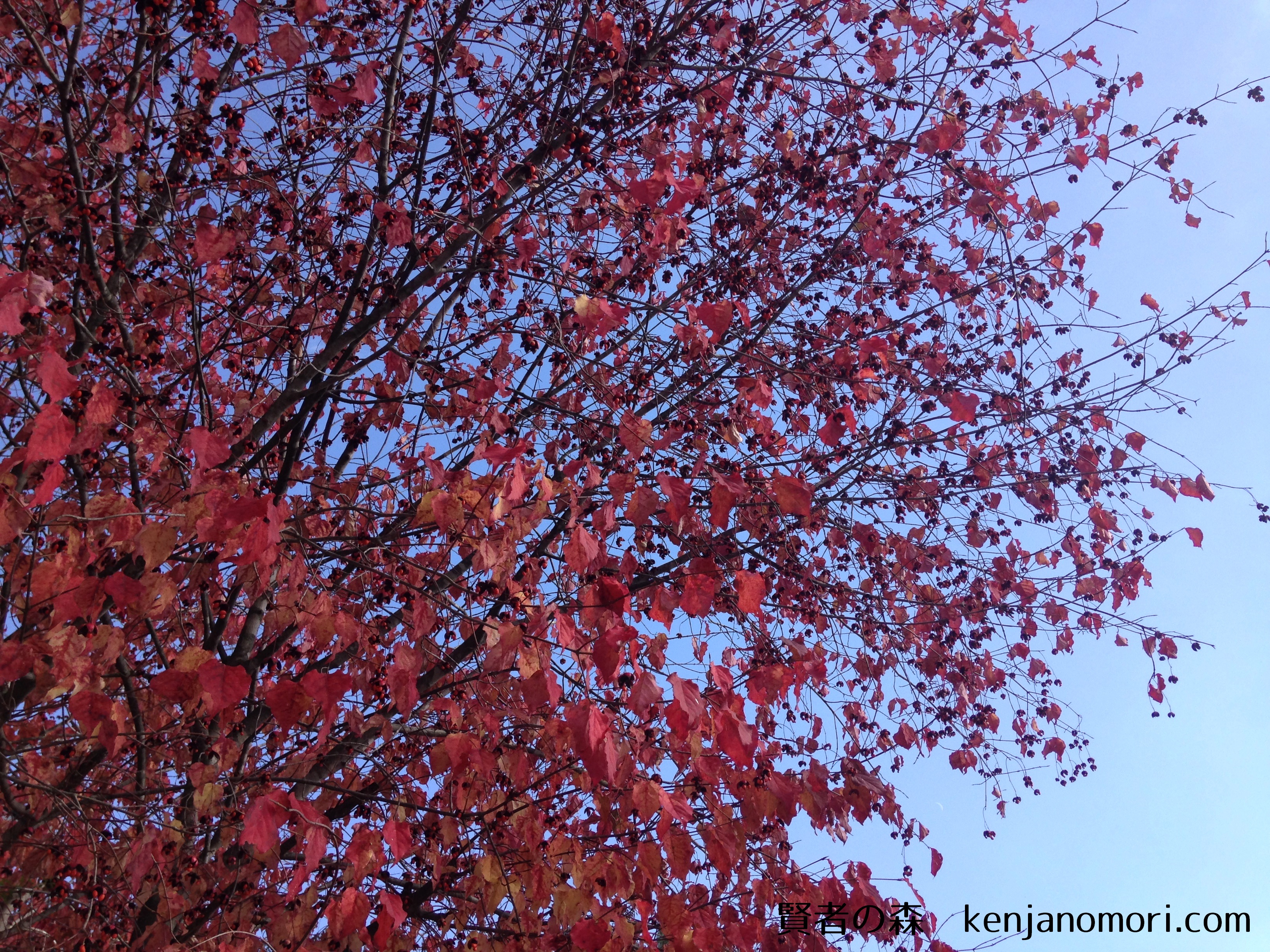 雑木林風のお庭に　ツリバナ　赤い実　紅葉　吊り花　落葉樹 雑木林風のお庭に ツリバナ 赤い実 紅葉 吊り花 落葉樹2